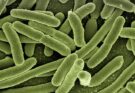 Czym są superbakterie?